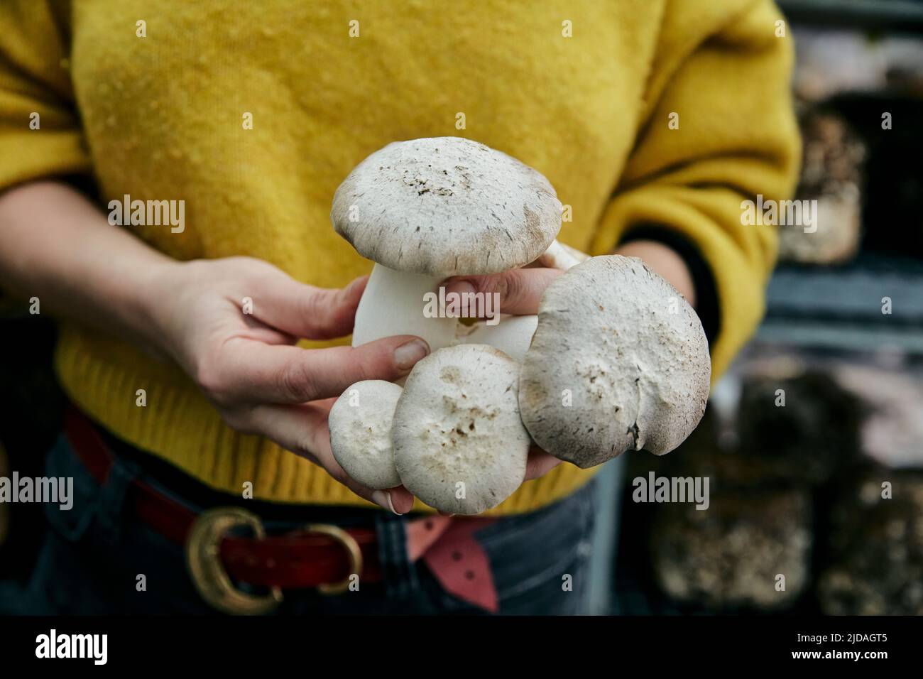 Woman holding cultivated edible fungus (King Oyster Mushroom also known as King Trumpet Mushroom