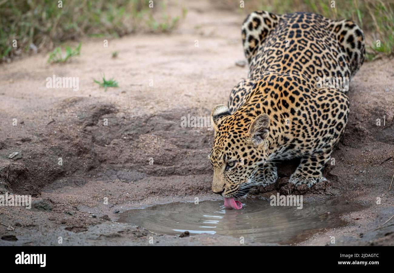 A leopard, Panthera pardus, bends down to drink water from a puddle. Stock Photo