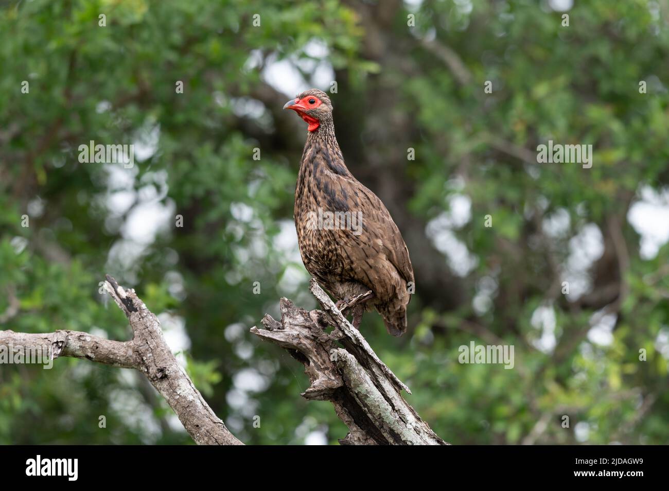 A Swainson's spurfowl, Pternistis swainsonii, stands at the top of a branch Stock Photo