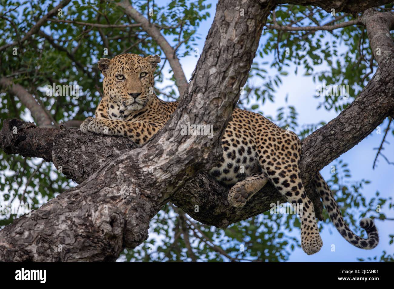 A leopard, Panthera pardus, lies on a tree branch and looks down Stock Photo
