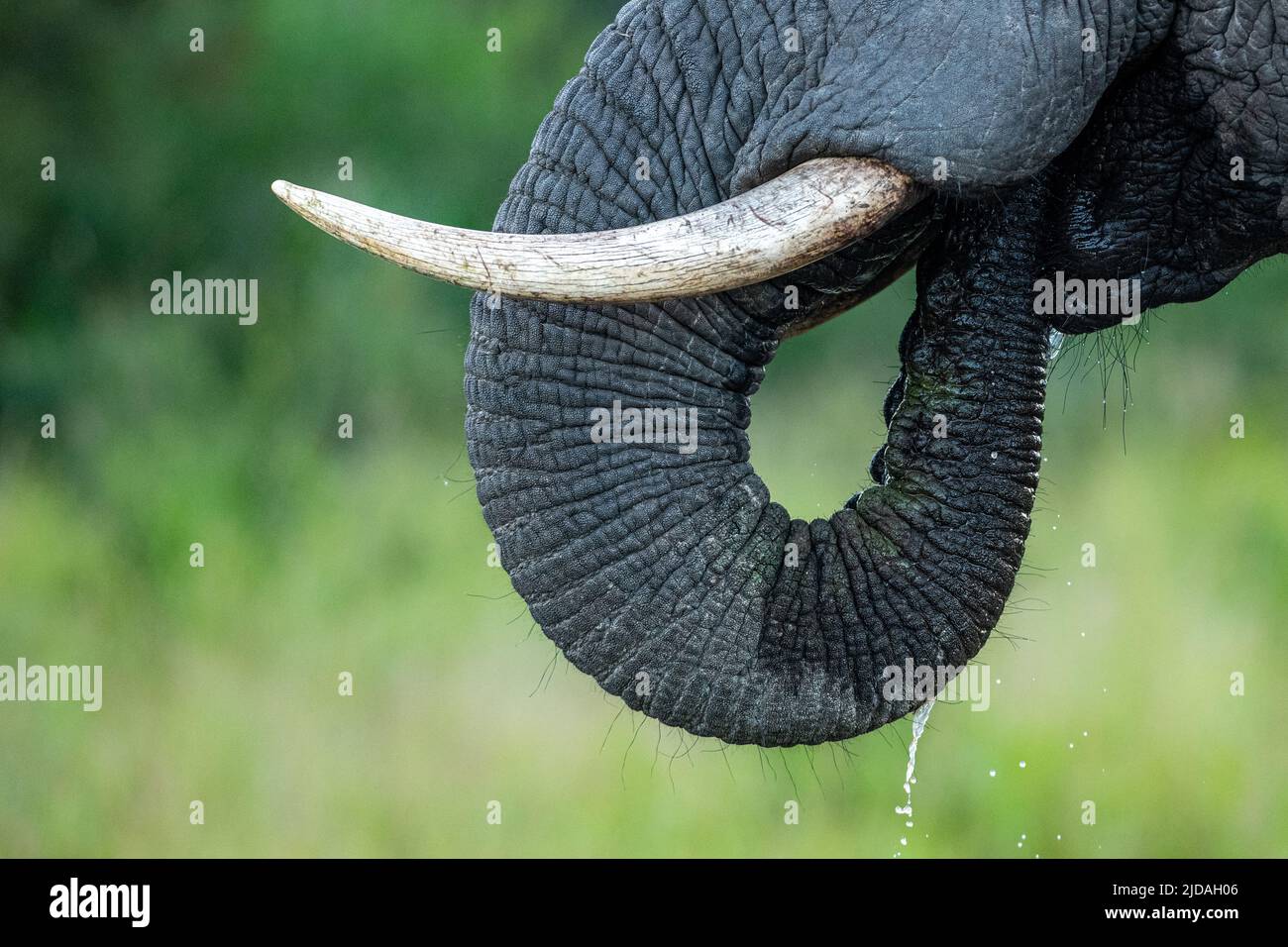 An African elephant's, Loxodonta africana, tusks and trunk Stock Photo