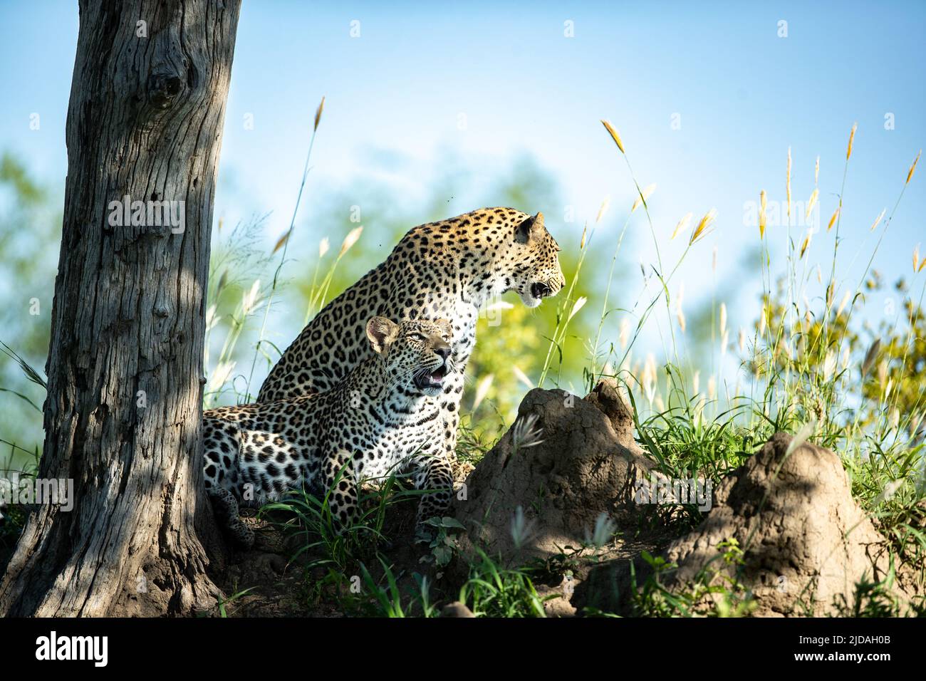 A mother and leopard cub, Panthera pardus, rest together in the shade of a tree Stock Photo