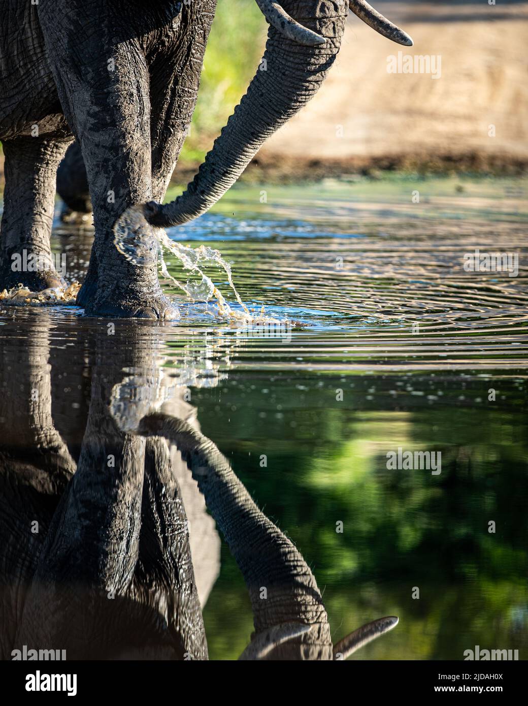 An elephant, Loxodonta africana, walks through water with a reflection Stock Photo