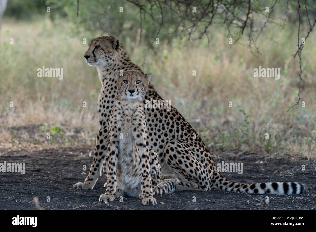 A cheetah and cub, Acinonyx jubatus, sit together under a tree, alert Stock Photo