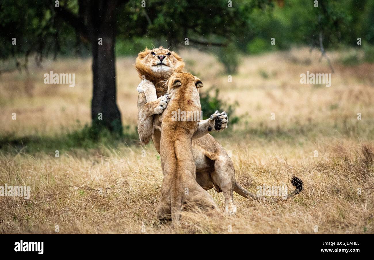 Two lions, Panthera leo, fight each other Stock Photo
