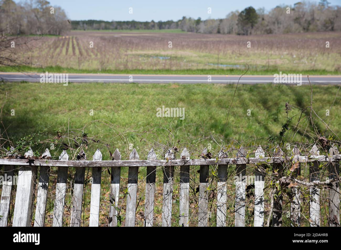 Vine covered picket fence overlooking front yard and a rural  road. Stock Photo