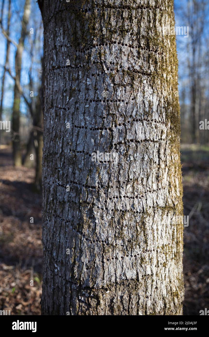 Rows of woodpecker holes on bark of a tree. Stock Photo