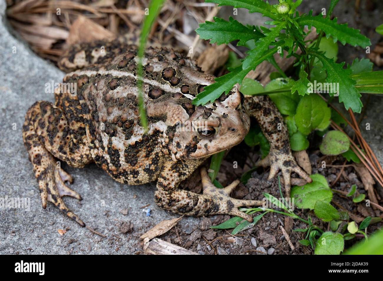 An Eastern American toad, Anaxyrus americanus, sitting on a rock next to a garden in the Adirondack Mountains, NY USA Stock Photo