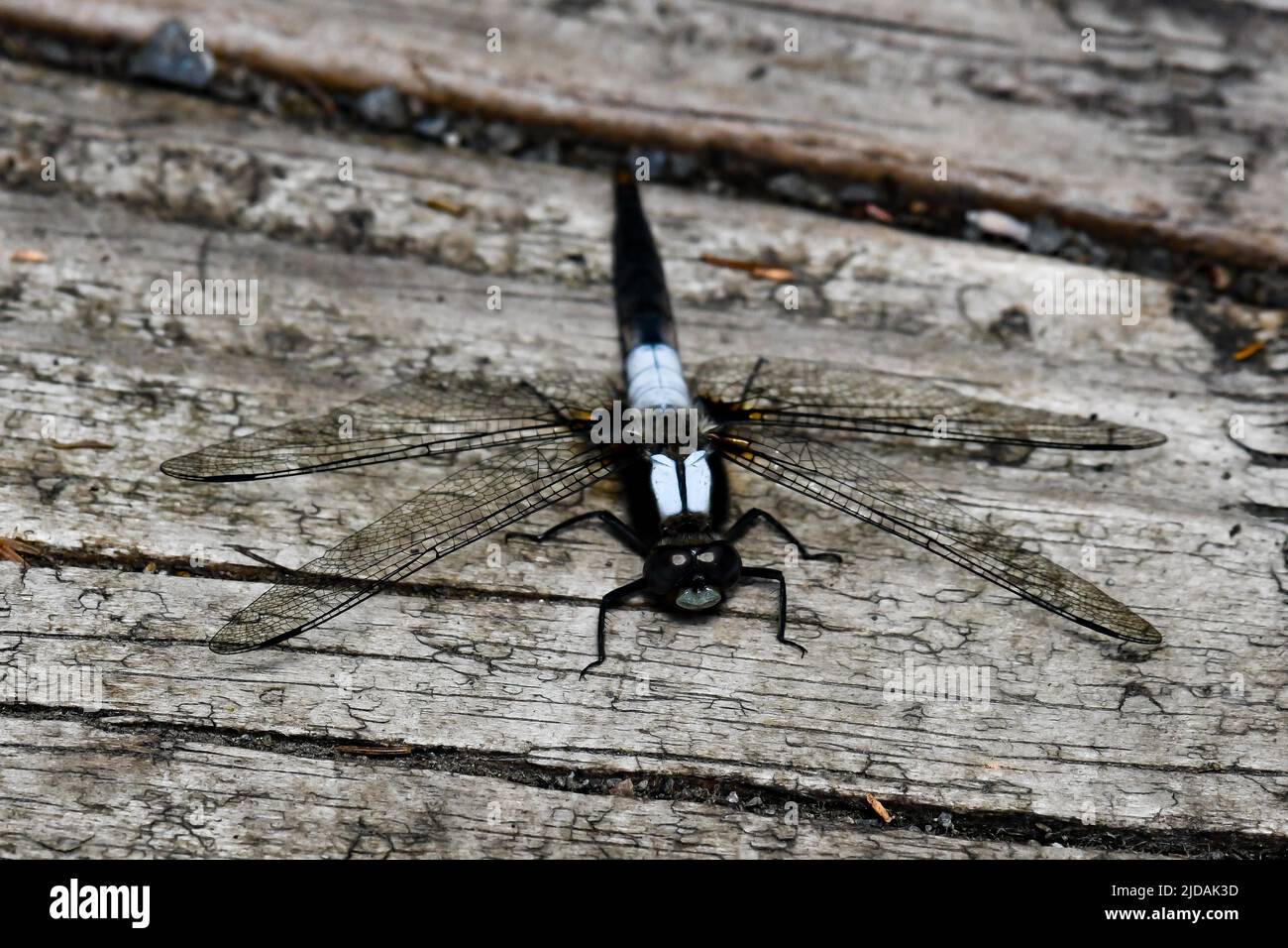 A Great Blue Skimmer dragonfly, Libellula vibrans, resting on an old wooden dock on a pond in the Adirondack Mountains, NY USA Stock Photo