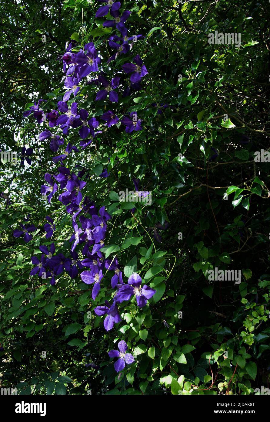 Jackmanii clematis prune hires stock photography and images Alamy