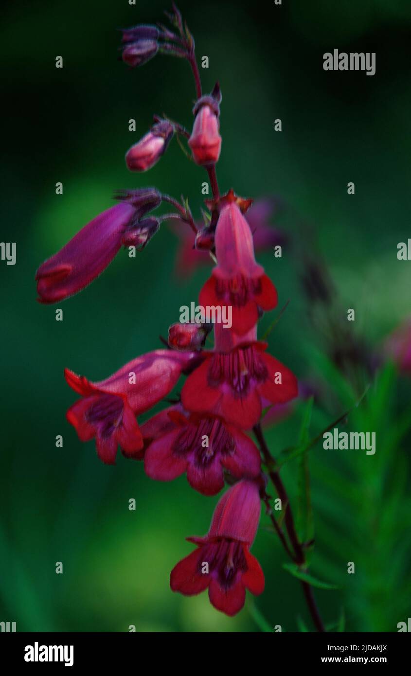 Penstemon 'Garnet' a fully hardy perennia has large clusters of small red-cerise bell-shaped blooms  held on dark wiry stems above semi-evergreen foli Stock Photo