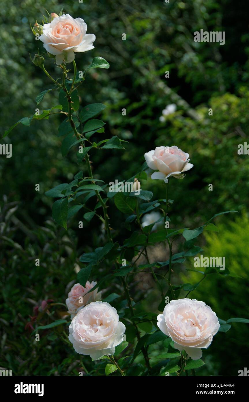 Rosa 'Fragrant Memories' Stock Photo