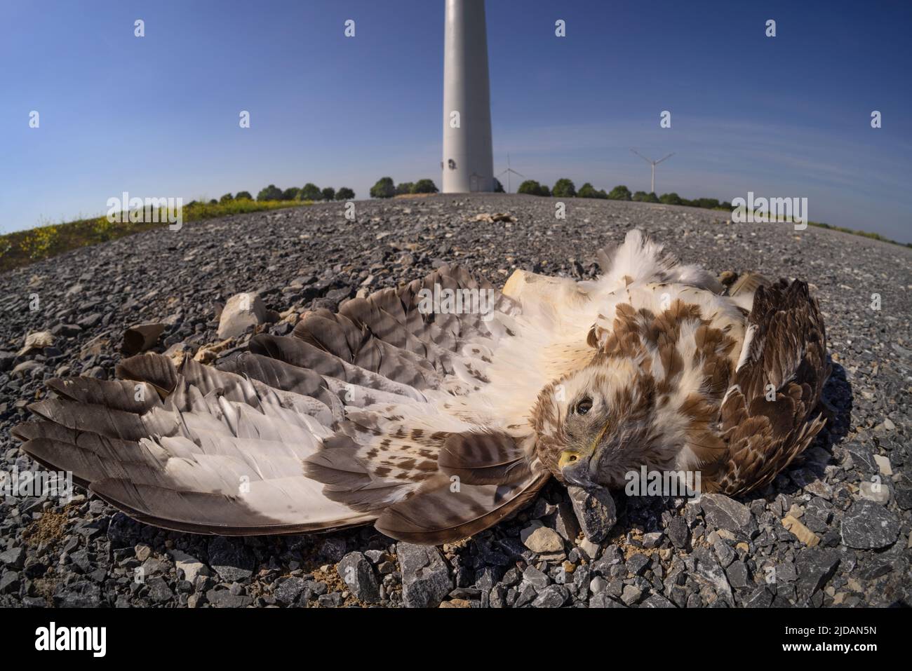 Dead buzzard  hawk, struck and killed by a wind turbine in Germany Stock Photo
