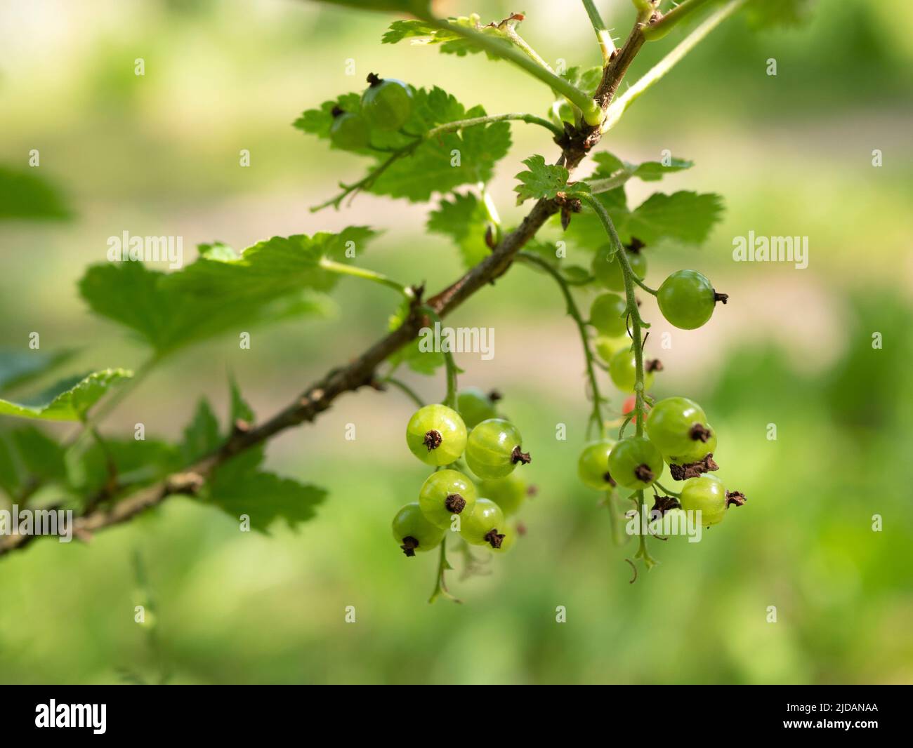 Green unripe Redcurrant berries in early summer. Red currant branch, selective focus Stock Photo