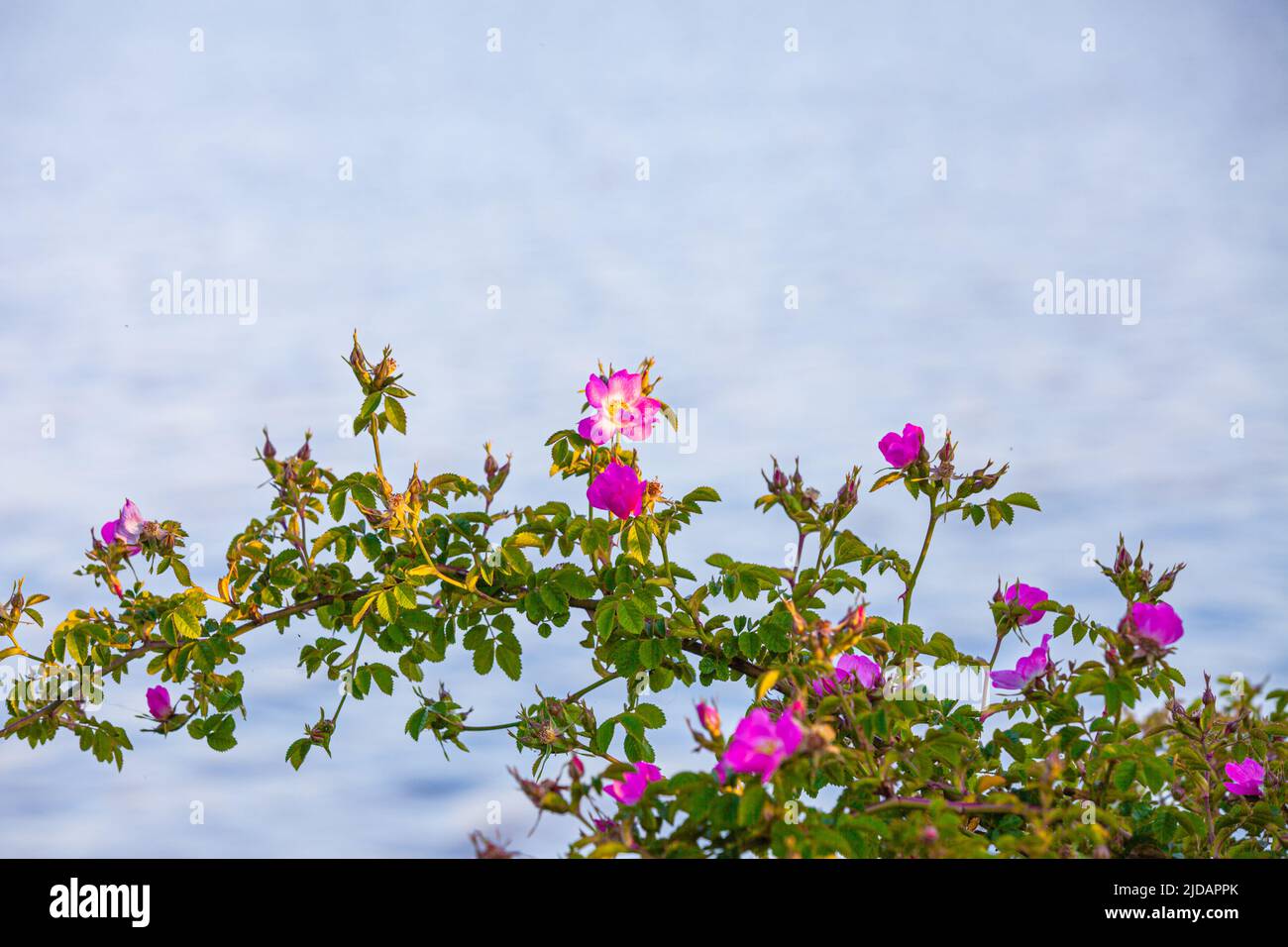 Wild Rose bush against rippled water reflecting a mottled sky along the Steveston waterfront in British Columbia Canada Stock Photo