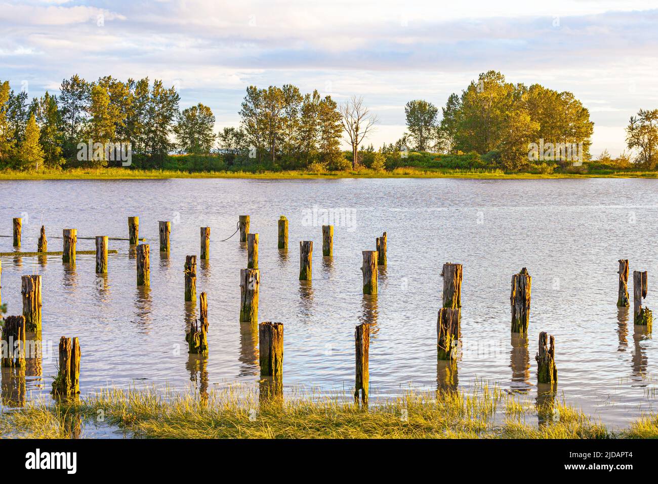 Decaying wooden pilings in the Steveston Channel at sunset in British Columbia Canada Stock Photo
