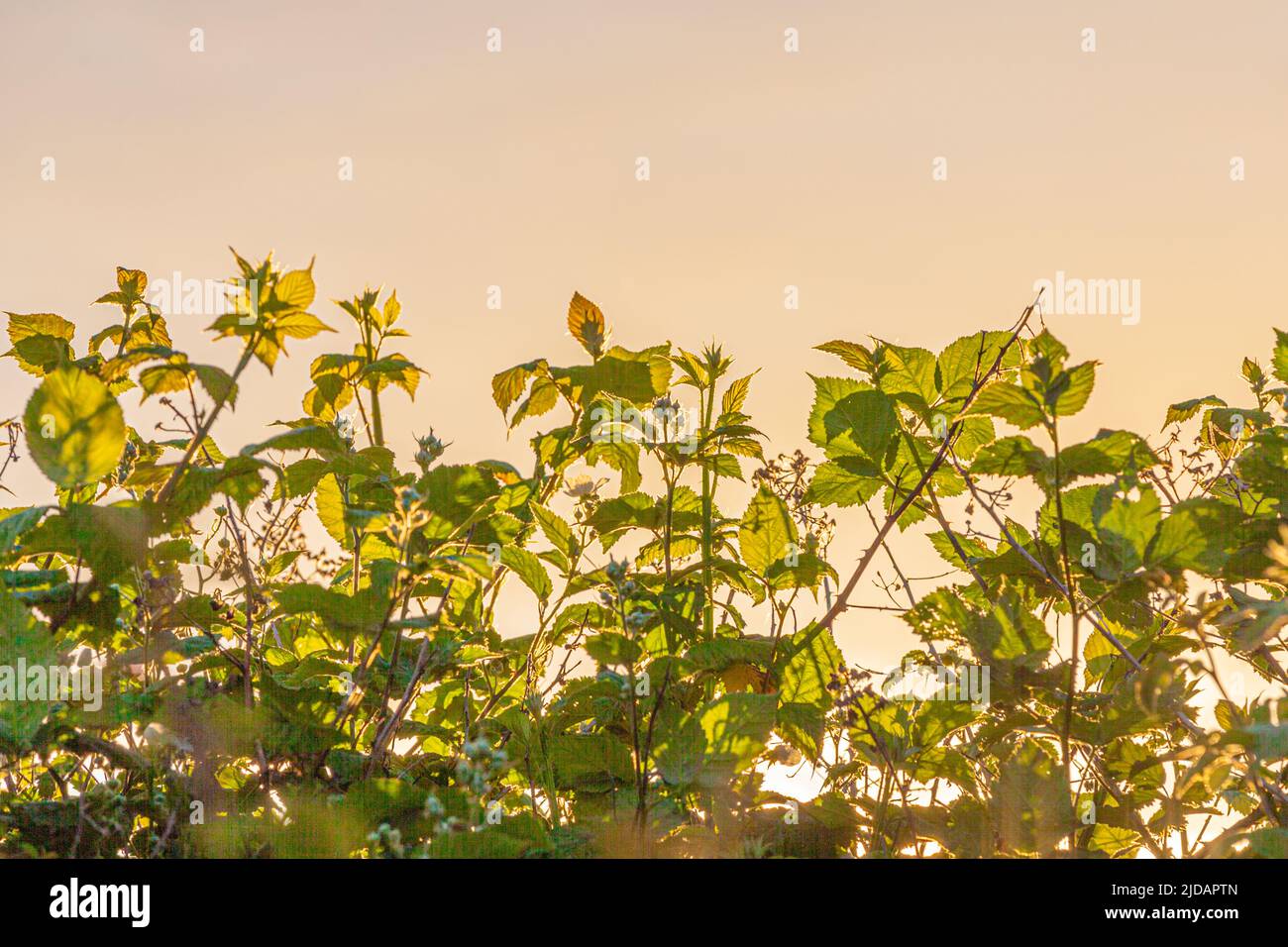 Blackberry leaves backlit by the setting summer sun in Steveston British Columbia Canada Stock Photo