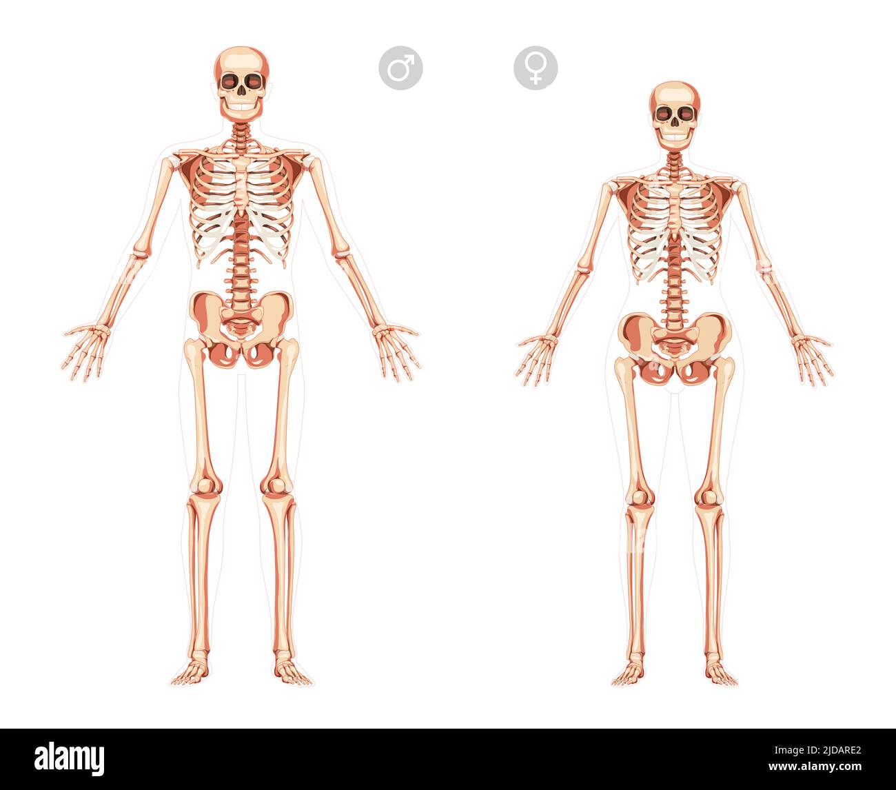 Set of Women and Men Skeleton Human body with open hands position bones of male, female. Lady and gentlemen front view. 3D realistic flat girl and boy concept Vector illustration of anatomy isolated Stock Vector