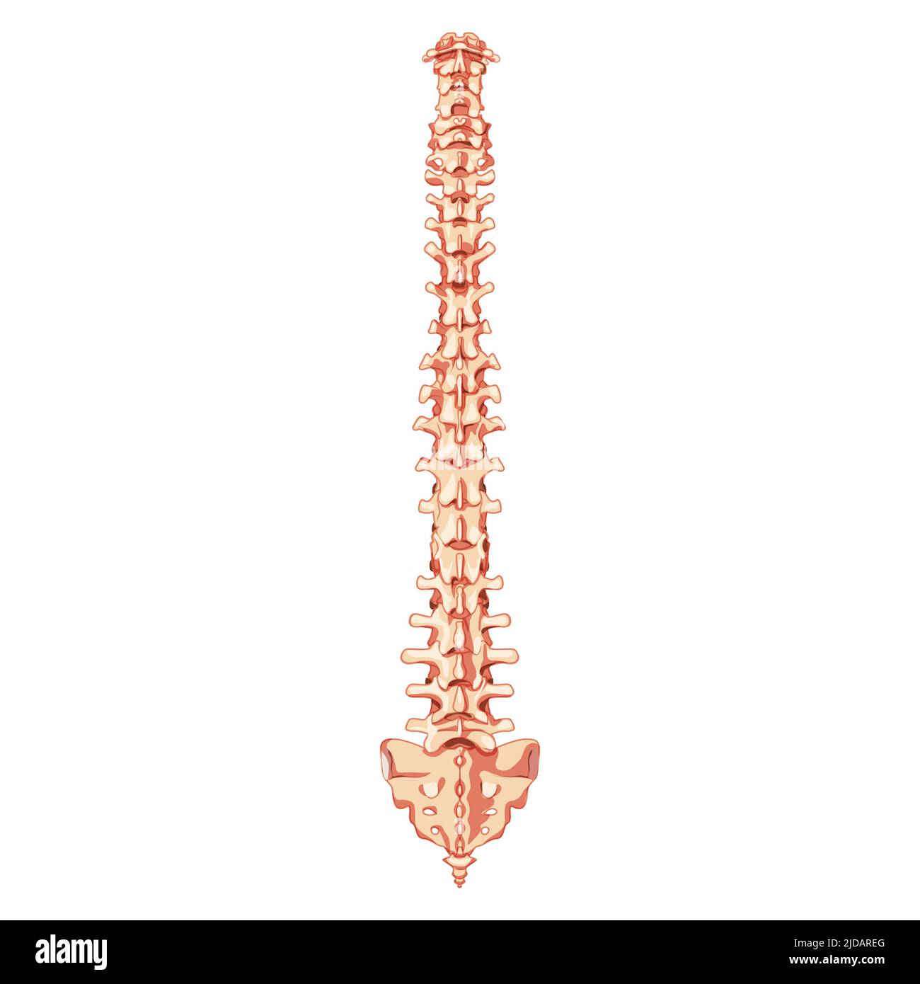 The human vertebral column spine anatomy back Posterior dorsal view with Intervertebral disc. Vector flat realistic concept illustration in natural colors, spine isolated on white background. Stock Vector