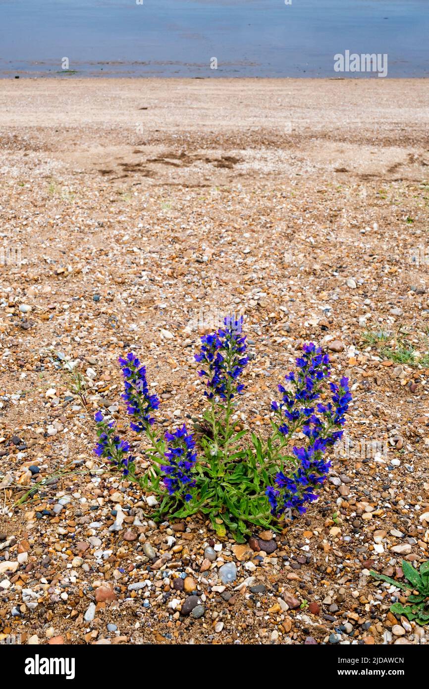 Viper's bugloss, Echium vulgare, growing on the eastern shore of The Wash in Norfolk. Stock Photo