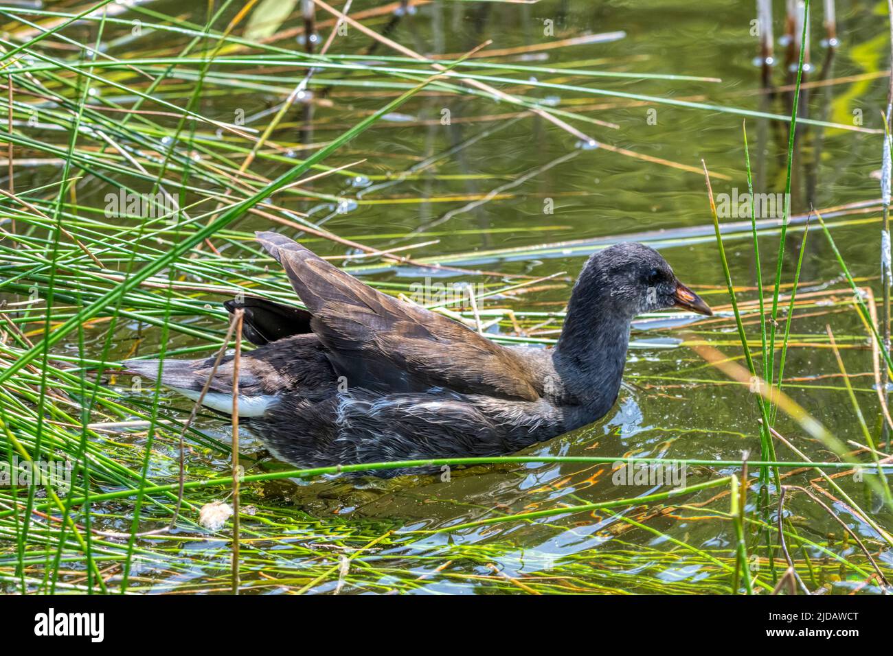 Juvenile moorhen, Gallinula chloropus, on a pond at RSPB Titchwell Marsh. Stock Photo