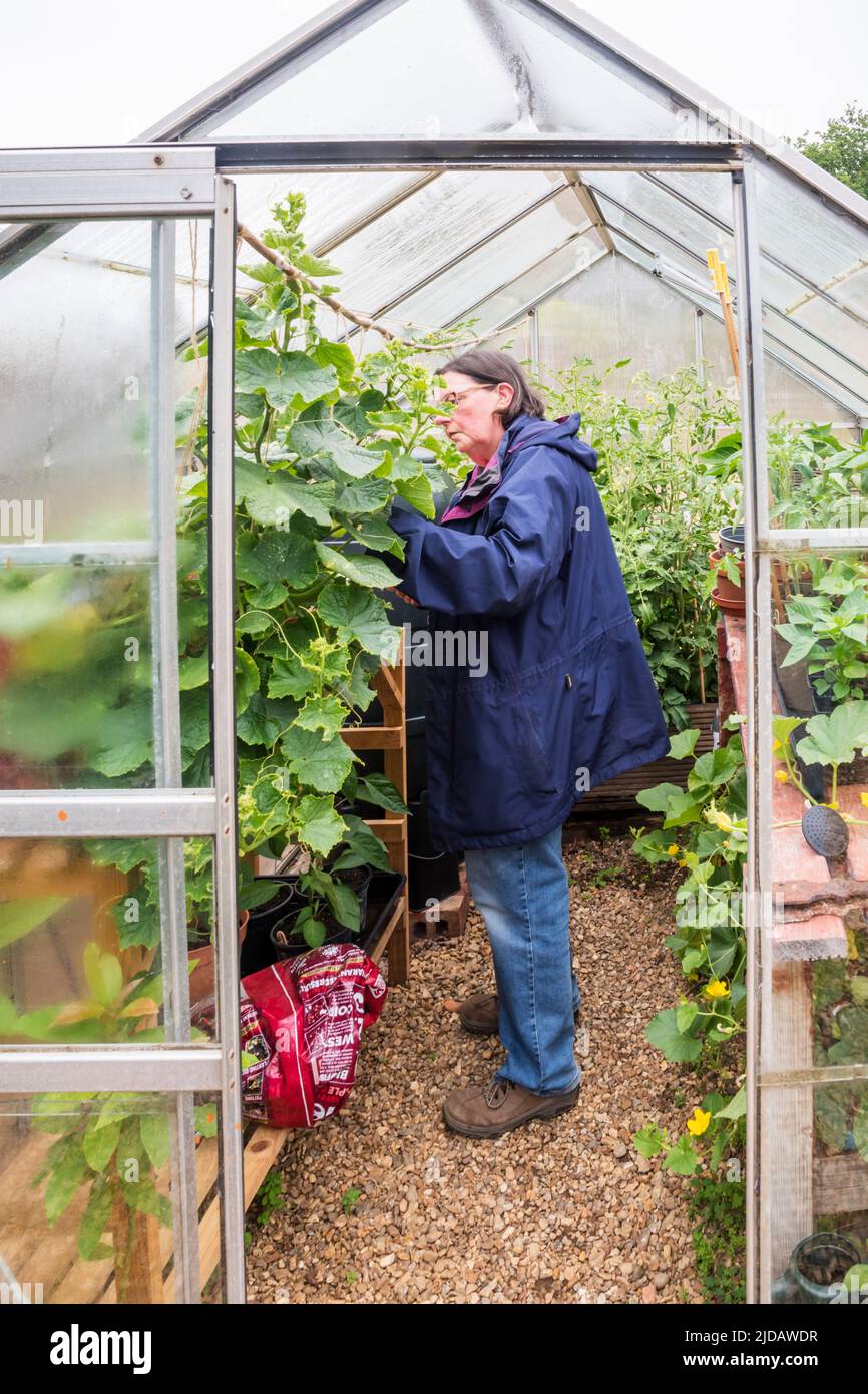 A woman working in her greenhouse on a rainy day. Stock Photo