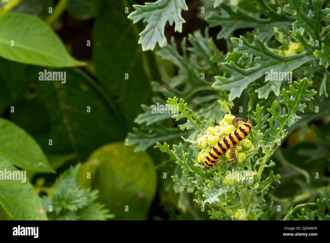 Cinnabar moth caterpillar, Tyria jacobaeae, on ragwort plant, Jacobaea vulgaris Stock Photo