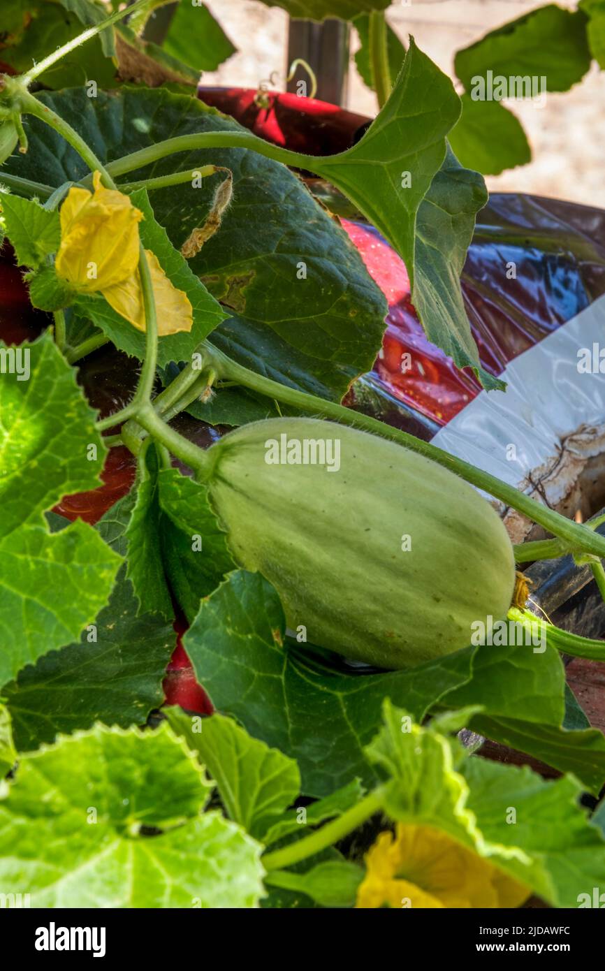 A young Emir F1 melon, Cucumis melo, growing in a growbag in a