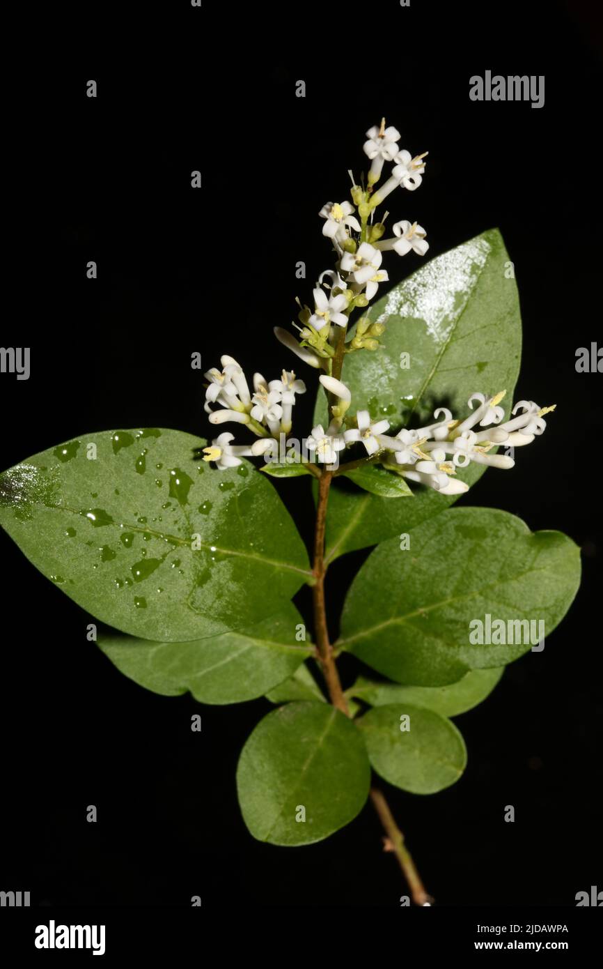 White flower blossom close up botanical modern background ligustrum vulgare family oleaceae big size high quality prints wall poster Stock Photo