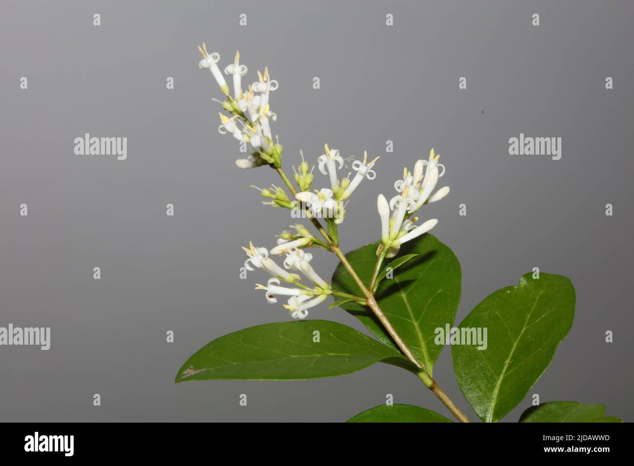 White flower blossom close up botanical modern background ligustrum vulgare family oleaceae big size high quality prints wall poster Stock Photo