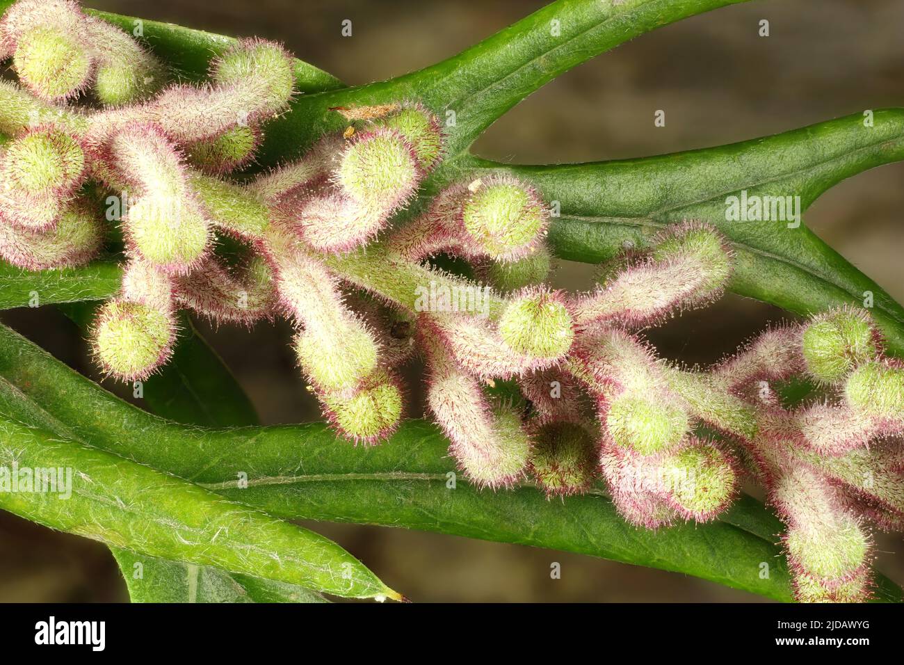 Isolated inflorescence of Grevillea Robyn buds and foliage Stock Photo
