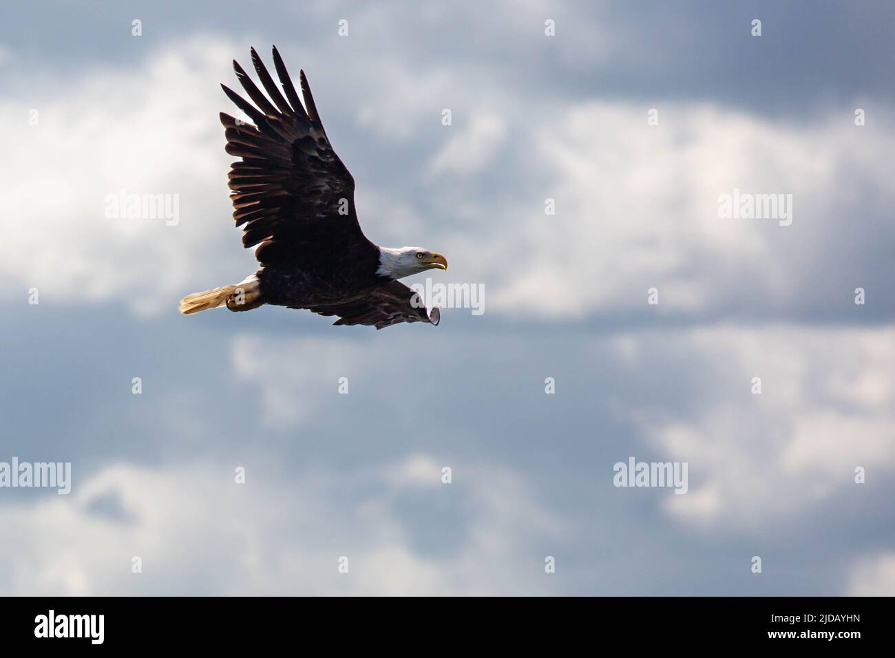 Bald Eagle (Haliaeetus leucocephalus) flying in a blue sky in Northern
