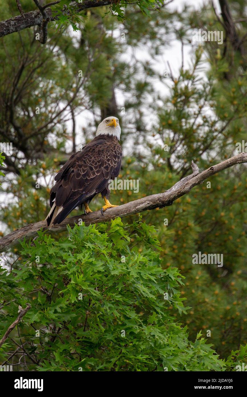 Bald Eagle (Haliaeetus leucocephalus) perched in a oak tree in Northern Wisconsin, vertical Stock Photo