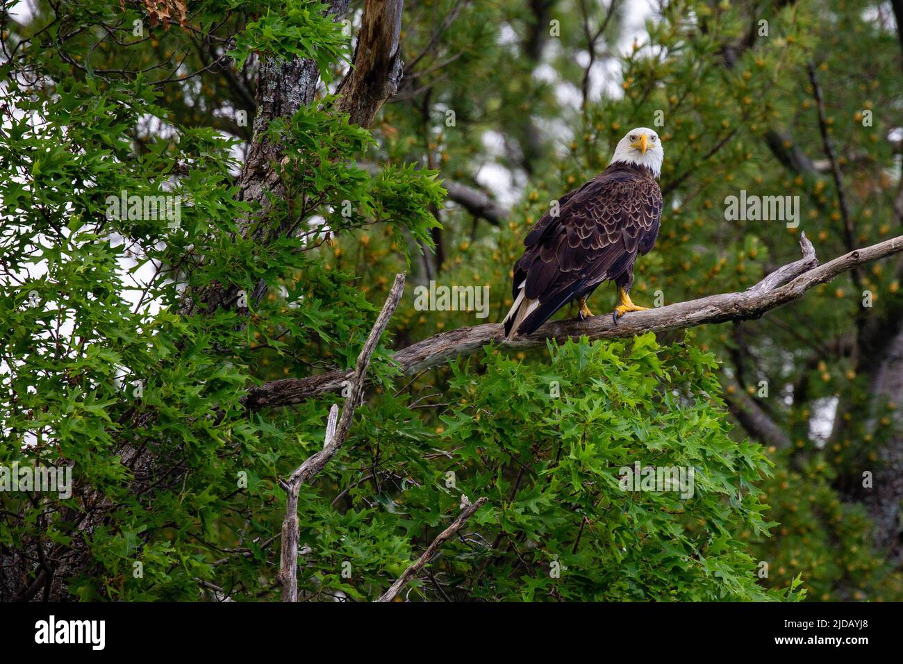 Bald Eagle (Haliaeetus leucocephalus) perched in a oak tree in Northern Wisconsin, horizontal Stock Photo