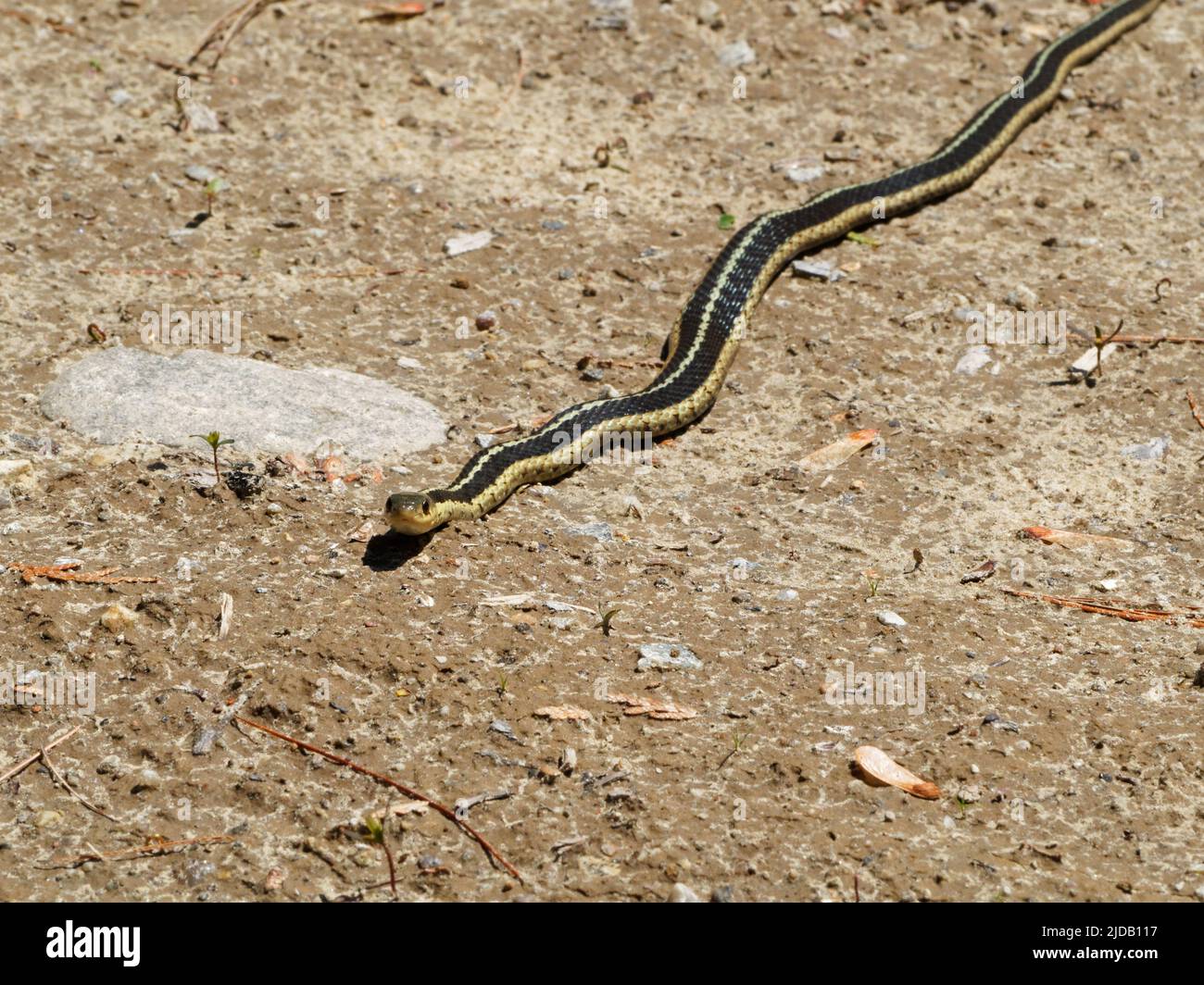 A yellow Garter snake. Quebec,Canada Stock Photo
