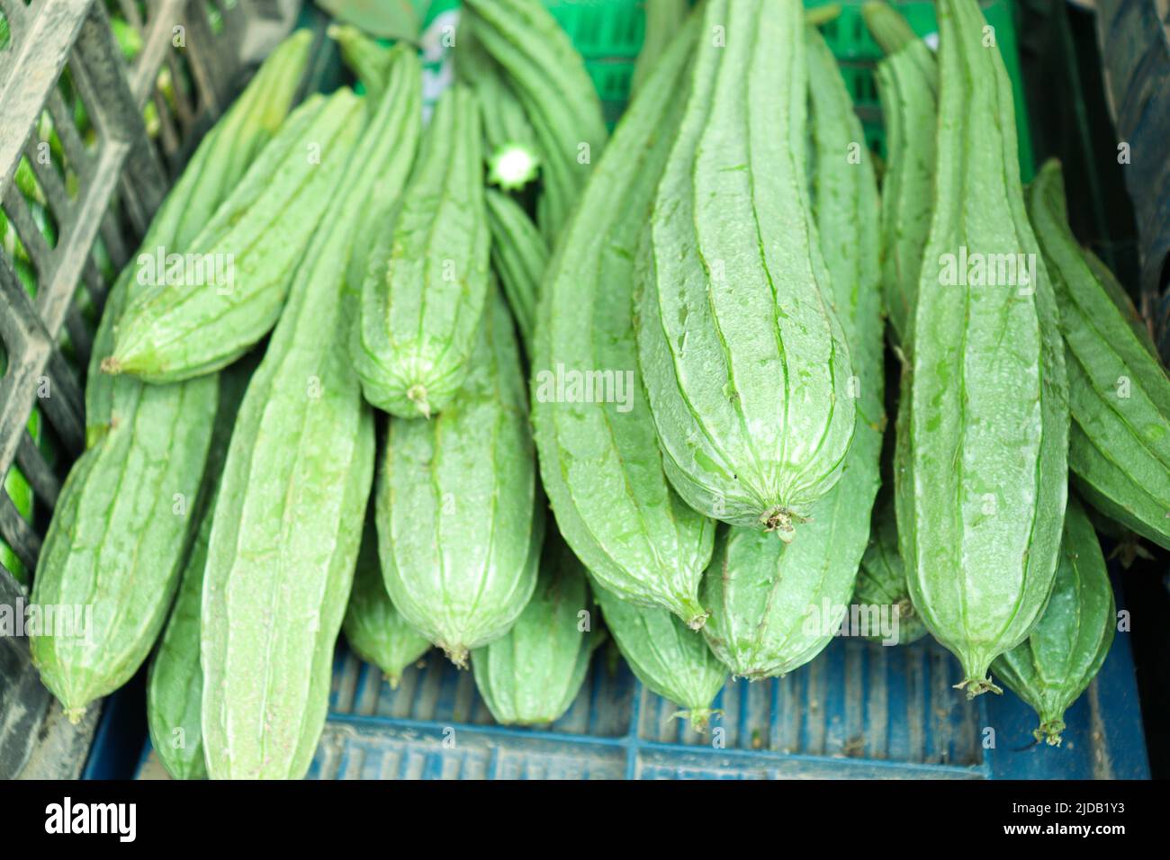 fresh and healthy green ridge gourd on shop for sell Stock Photo