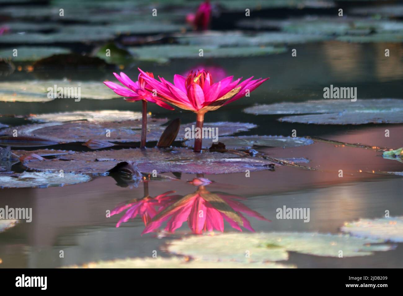 photo of beautiful water lily in pond Stock Photo