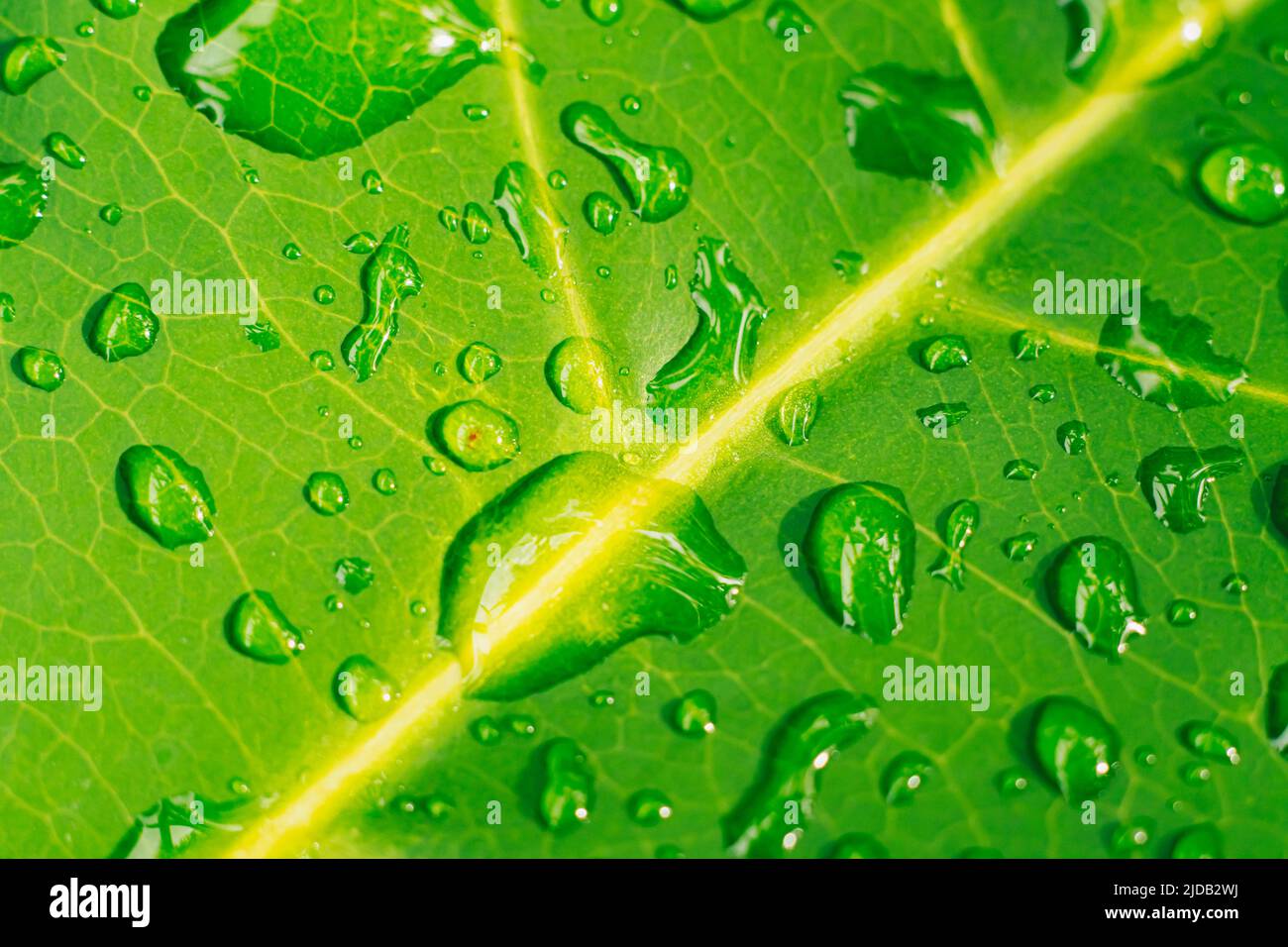 Dew #DewDrops | Water drop photography, Water pictures, Dew drops