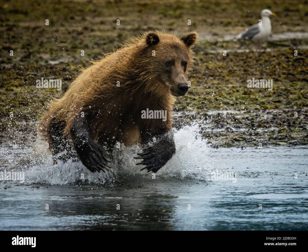 Coastal Brown Bear (Ursus arctos horribilis) running into the water, fishing for salmon in Kinak Bay Stock Photo