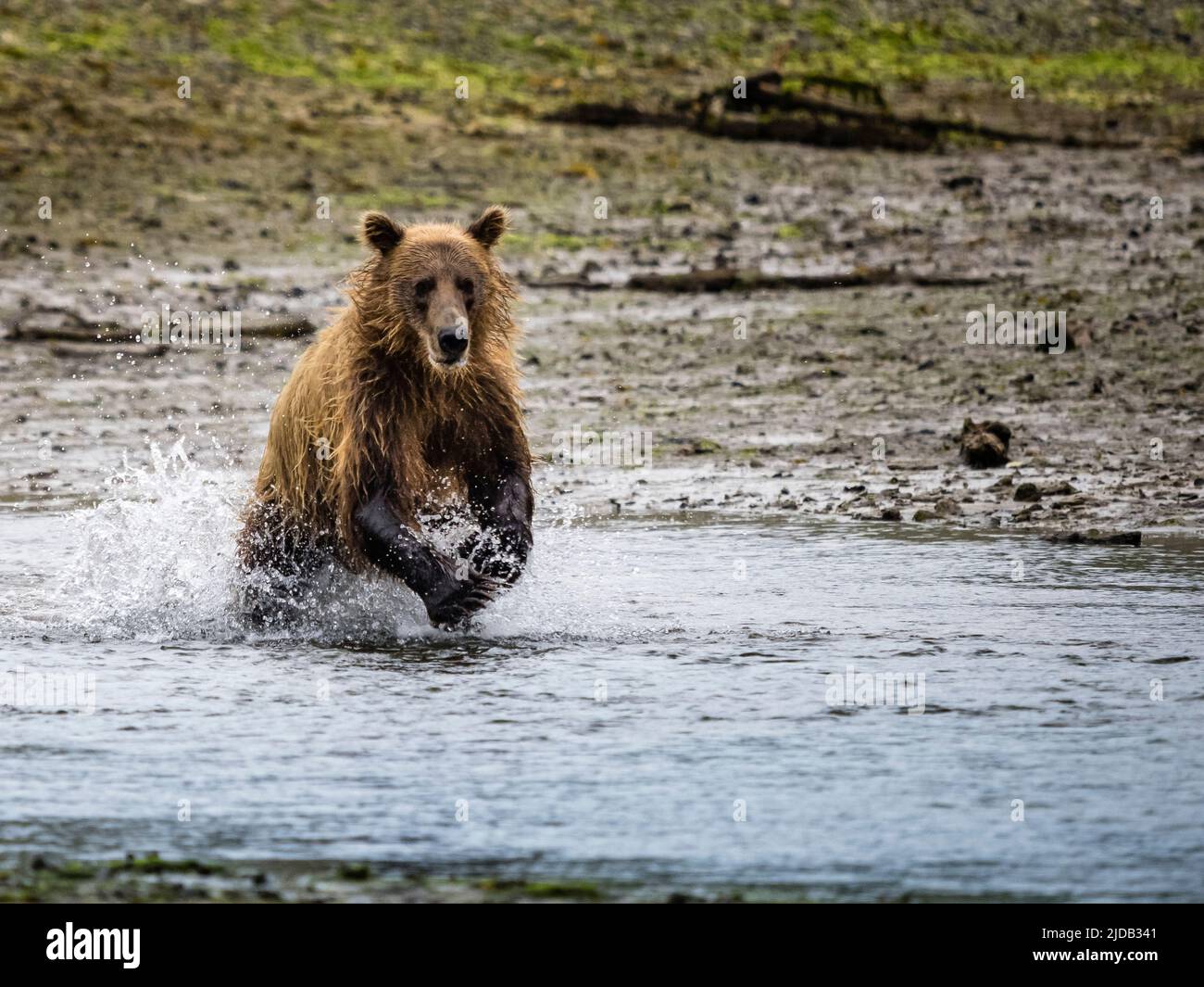 Coastal Brown Bear (Ursus arctos horribilis) running into the water, fishing for salmon in Kinak Bay Stock Photo