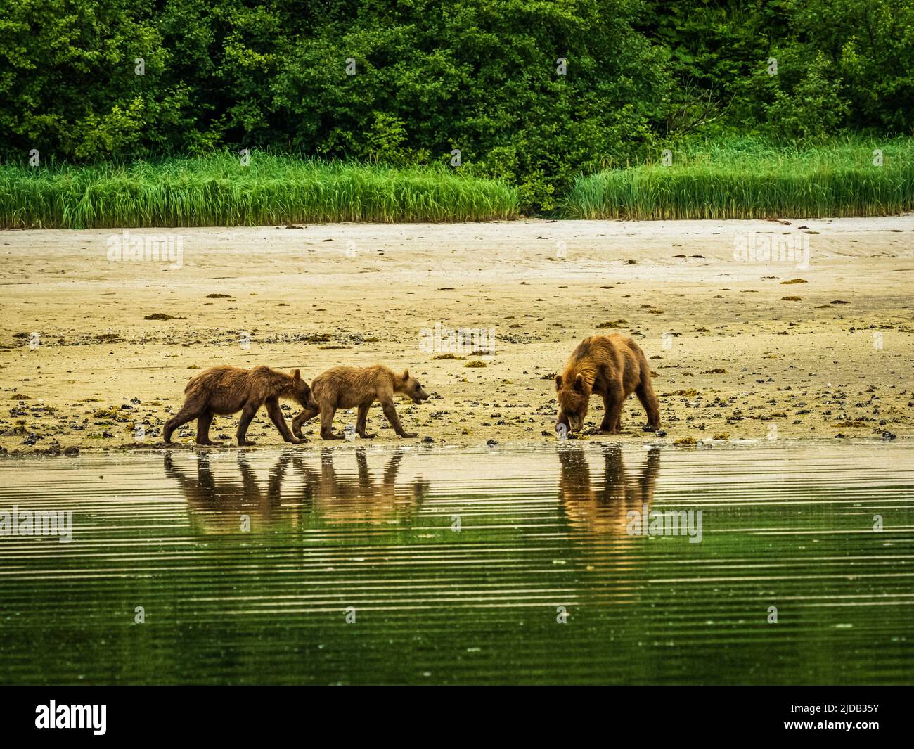 Mother bear and two cubs, Coastal Brown Bears (Ursus arctos horribilis) digging clams along the shore at low tide in Geographic Harbor Stock Photo