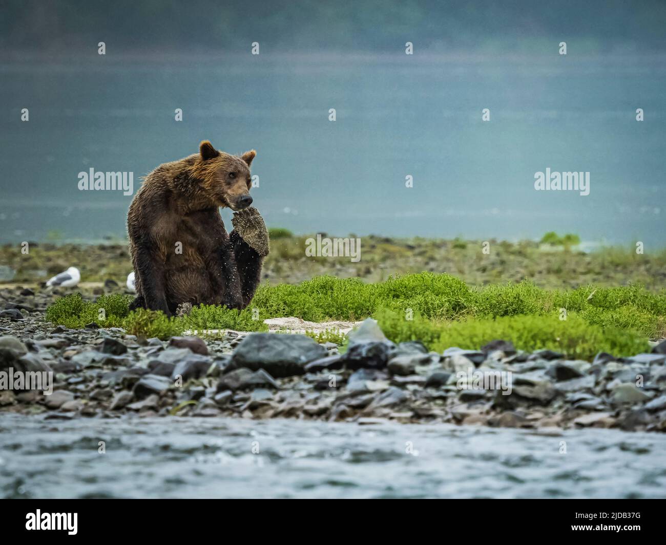 Young, Coastal Brown Bear (Ursus arctos horribilis) sitting on the shore scratching with its back paw while fishing for salmon in Geographic Harbor Stock Photo