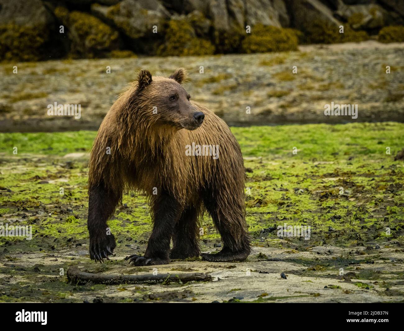 Coastal Brown Bear (Ursus arctos horribilis) fishing in Kinak Bay, Katmai National Park and Perserve, Alaska Stock Photo