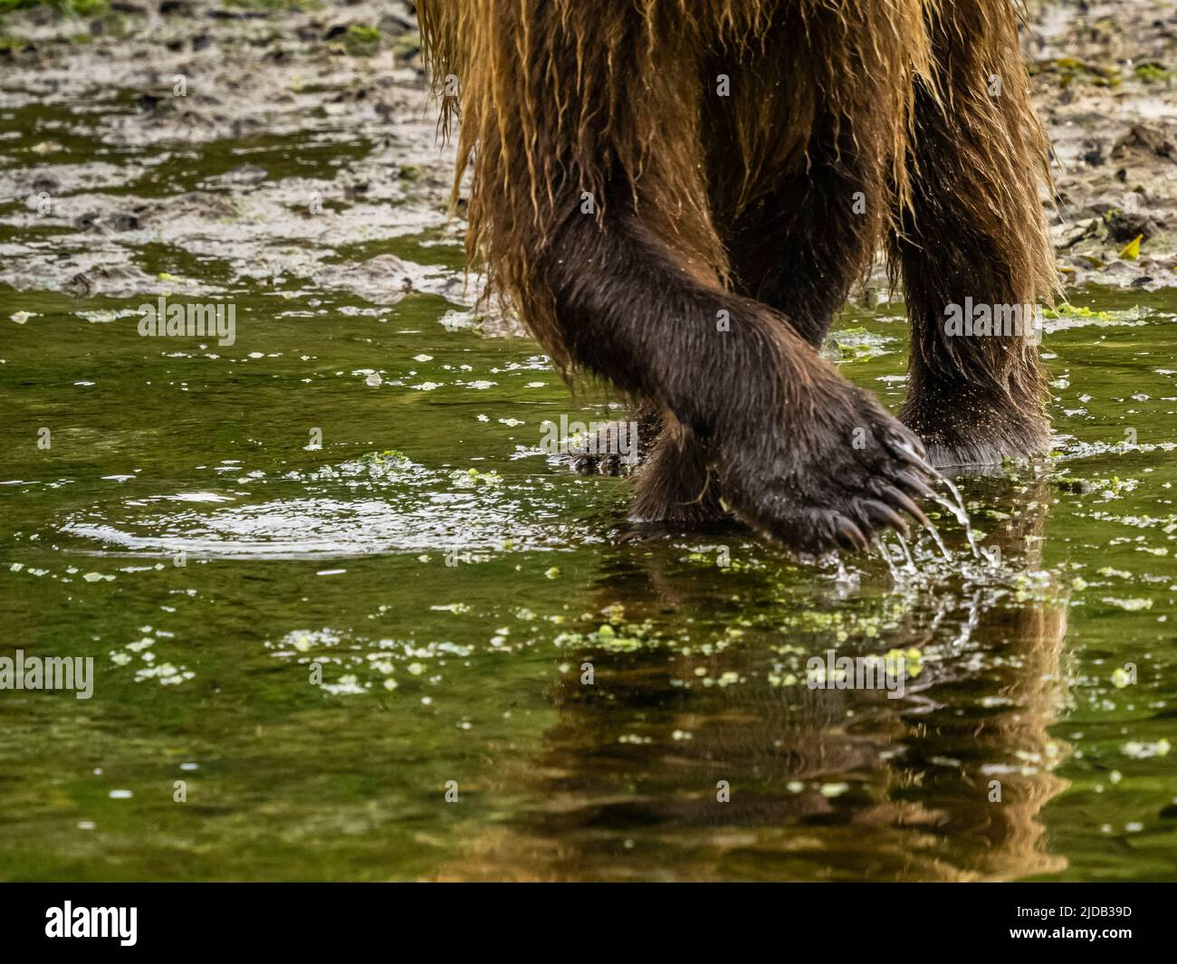 Close-up of bear claws of a Coastal Brown Bear (Ursus arctos horribilis) standing in the water fishing for salmon in Kinak Bay Stock Photo