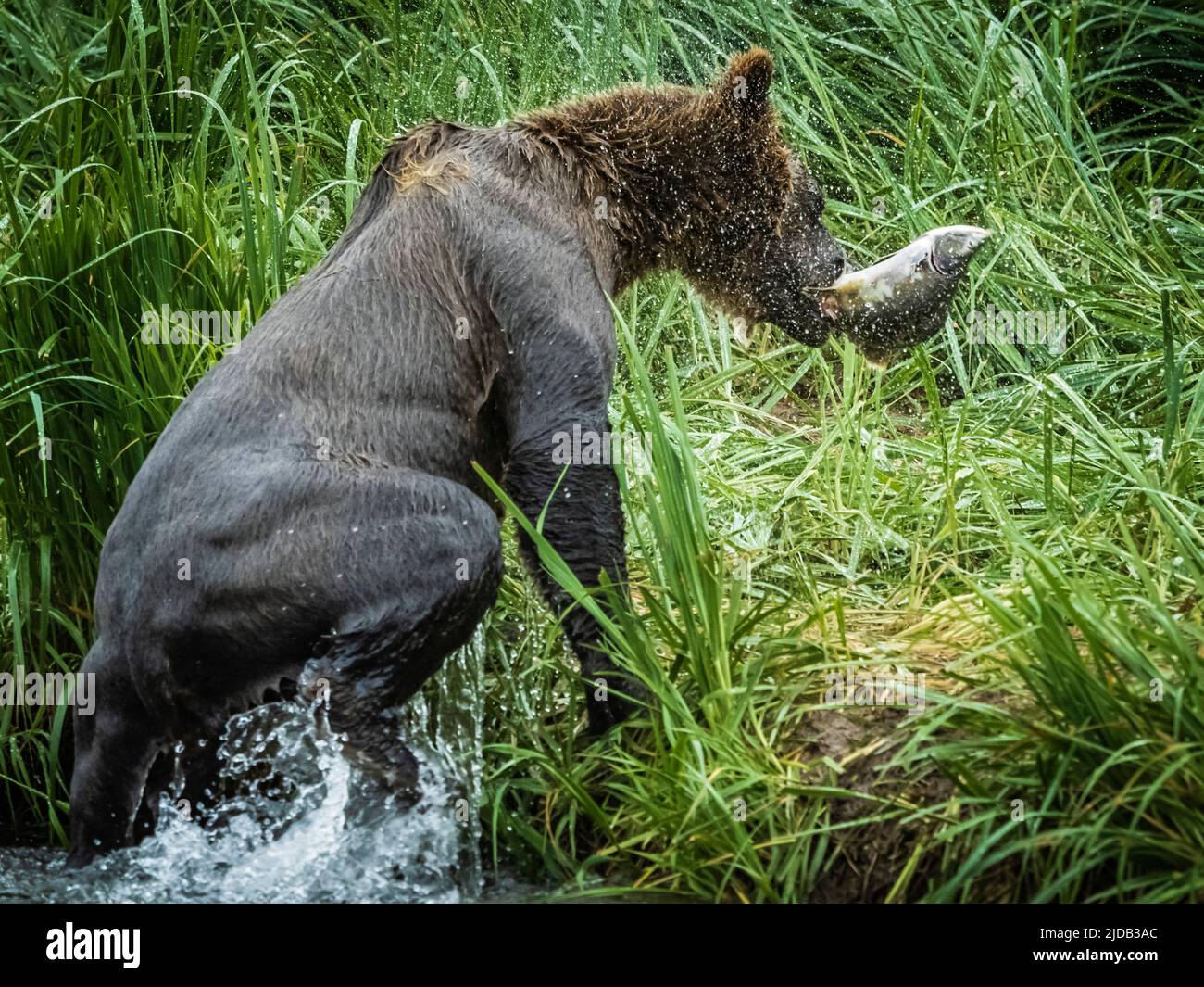 View taken from behind of a Coastal Brown Bear (Ursus arctos horribilis) climbing onto the grassy shore out of the water with salmon in mouth, fish... Stock Photo