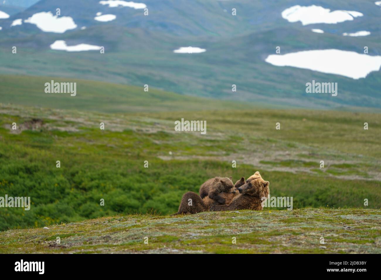 Brown bear (Ursus arctos horribilis) laying in a field nursing her two cubs; Katmai National Park and Preserve, Alaska, United States of America Stock Photo