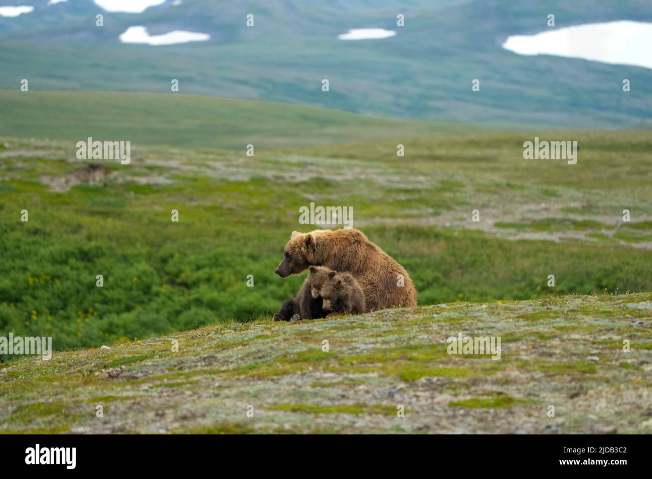 Brown bear (Ursus arctos horribilis) sitting on the hillside with her two cubs; Katmai National Park and Preserve, Alaska, United States of America Stock Photo
