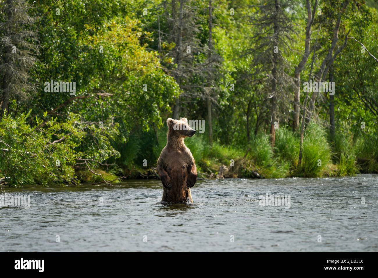 Brown bear (Ursus arctos horribilis) standing up in the water along the shore of Brooks River Stock Photo