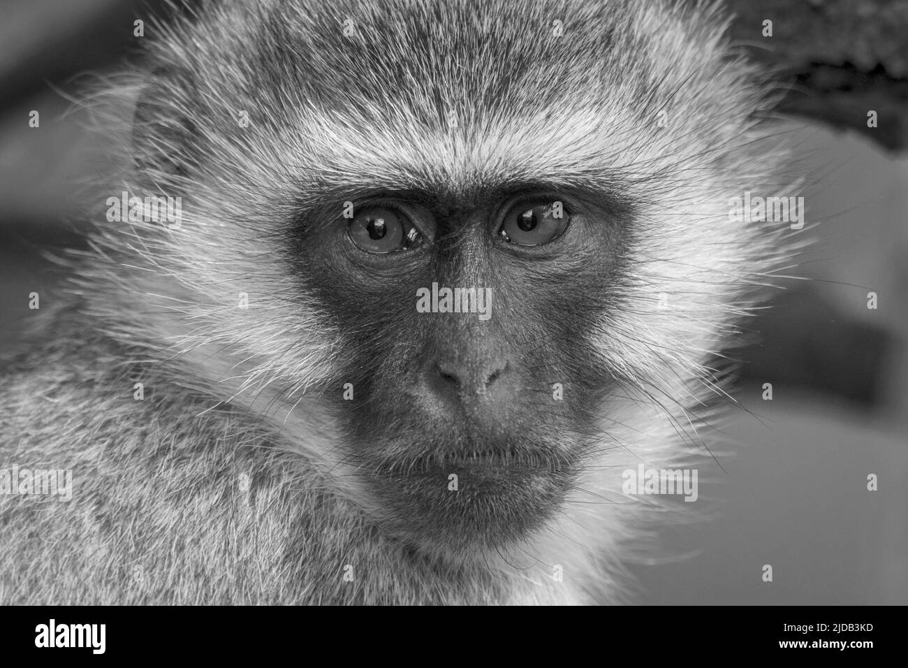Close-up portrait of a vervet monkey (Chlorocebus pygerythrus) looking at the camera at Klein's Camp; Serengeti, Tanzania Stock Photo