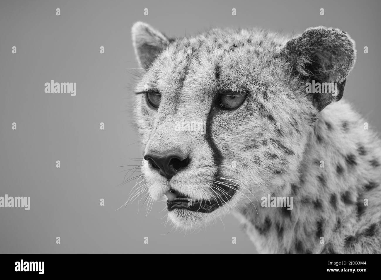 Close-up of a cheetah (Acinonyx jubatus), head and shoulders portrait of a female animal looking out into the savanna in the Serengeti; Tanzania Stock Photo